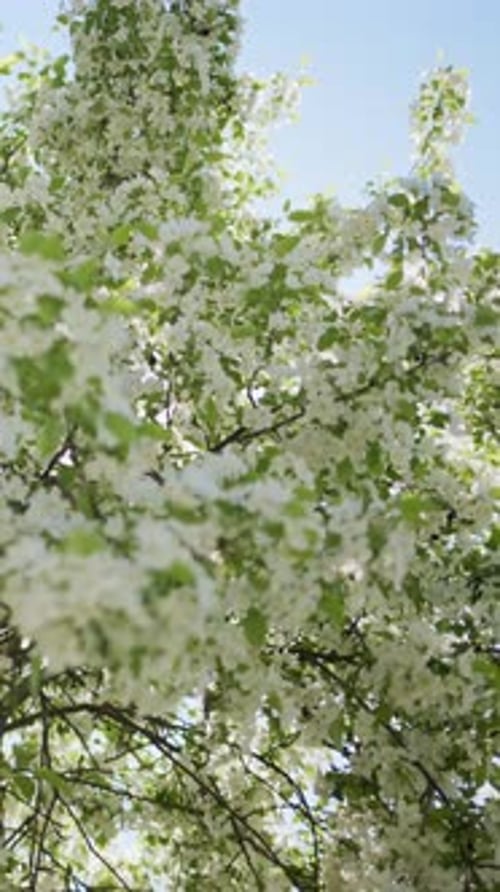 Blooming Tree Branches Against a Clear Blue Sky