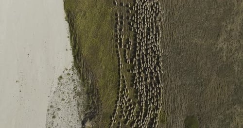 Aerial view of sheep herd in field, Italy.
