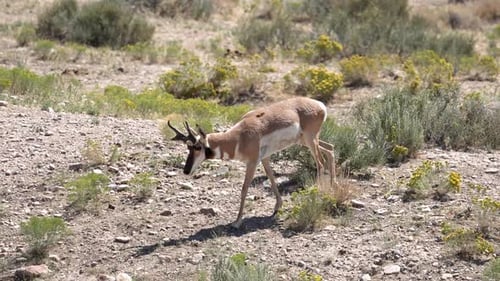 Pronghorn buck walking through the Utah desert