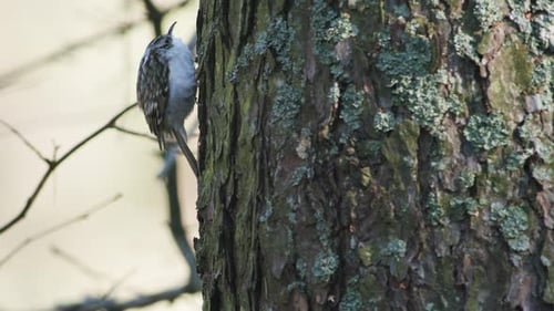 Treecreeper bird climbing vertical on tree trunk bark feeding eating