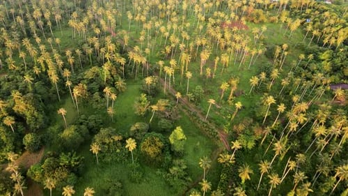Aerial View of Tropical Palm Tree Forest