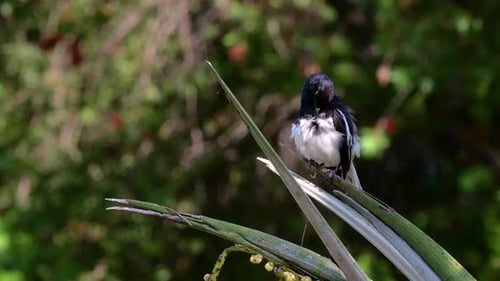 The Oriental magpie-robin is a very common passerine bird in Thailand in which it can be seen anywhe