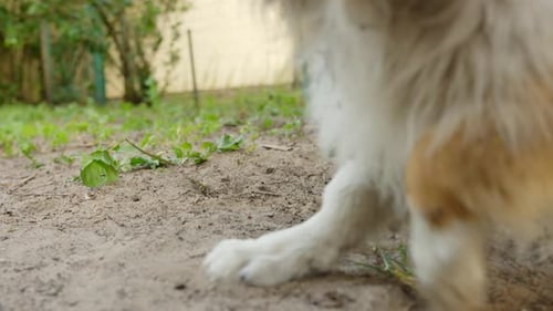 Purebred rough collie dog rises from sandy ground, close up
