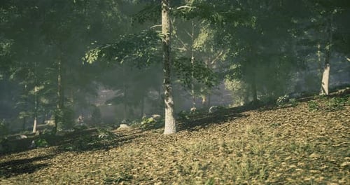 Lush Green Forest with Scattered Sunlight Filtering Through Tree Canopy