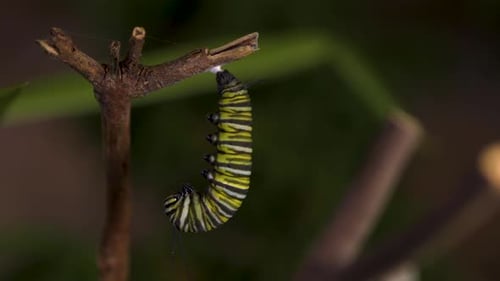 Hanging Caterpillar on Branch in a Natural Setting