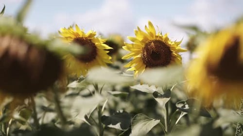 blooming sunflower on the field