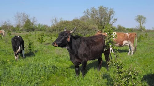 Cows Graze on a Farm Pasture