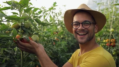 Farmer walking in greenhouse checking tomato growing indoors and showing vegetables to the camera.