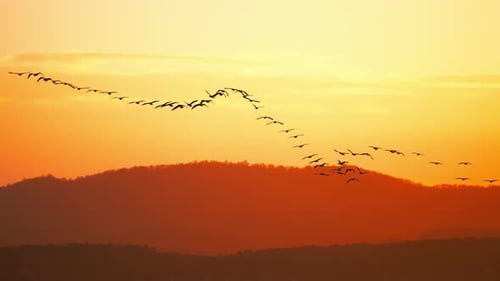 Le temps s'arrête au coucher du soleil : The Majestic Flight of Birds 2K