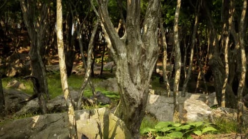 Dense Forest Featuring Unique Tree Formations and Rocky Ground in Sunshine
