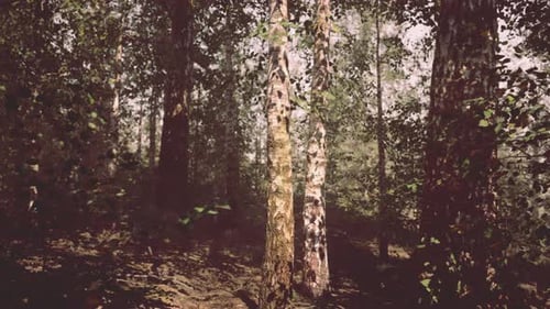 A Serene Birch Forest with Sunlight Filtering Through the Trees