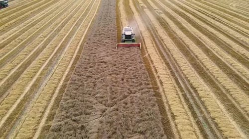 Aerial view on Combine harvester harvesting wheat field