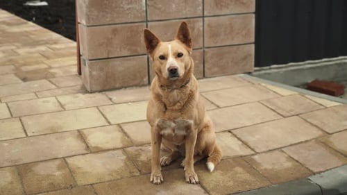 Portrait eines roten Hundes. Beiger Hund ruht sich im Hof des Hauses aus