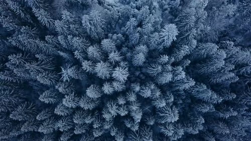 Aerial Footage of Winter Fir Tree Forest in the Mountains View From Above of Pine Trees Covered with