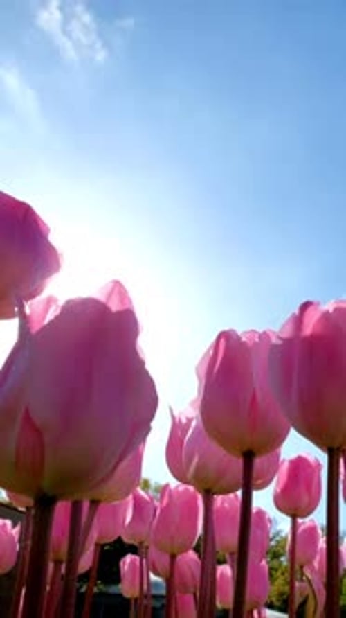 Blooming Tulips in Keukenhof Flower Garden Lisse the Netherlands