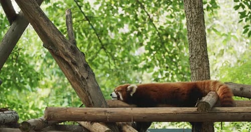 Red Panda Napping Peacefully on Wooden Platform