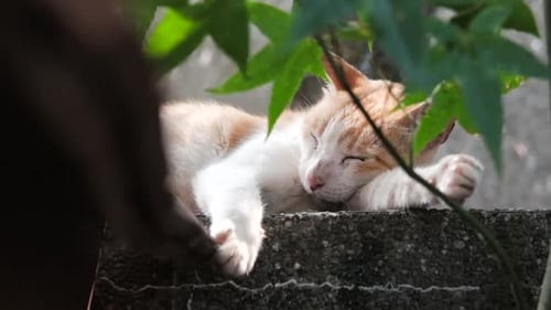 Restful Cat Nap Outdoors