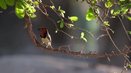 Black-collared Barbet Perching On Tree Branch In The Forest. wide shot