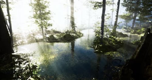 Sunlight Filters Through Trees Illuminating a Serene Forest Lake