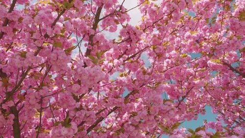 Rosa Blüten am Baum der blühenden Sakura. Kirschblüte im Frühling.