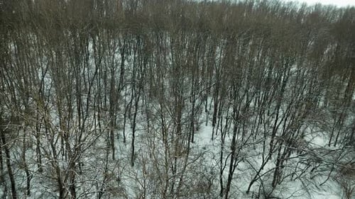 Floresta decídua de inverno sem folhas durante a queda de neve