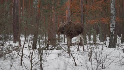Wilde junge Elche gehen im verschneiten Wald spazieren und suchen am Wintertag nach Nahrung