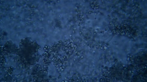 Microscopic Blue Cells Flowing Science Background Animation