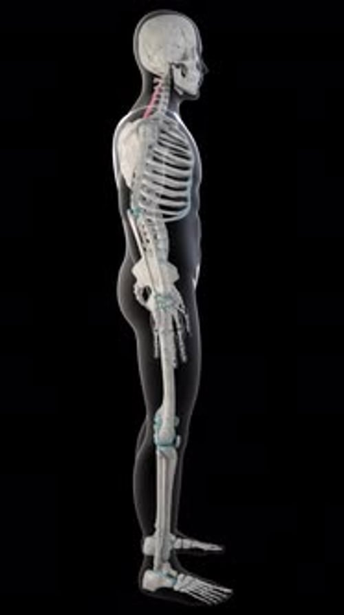 3D Human Skeleton Anatomy Rotation for Medical Presentations