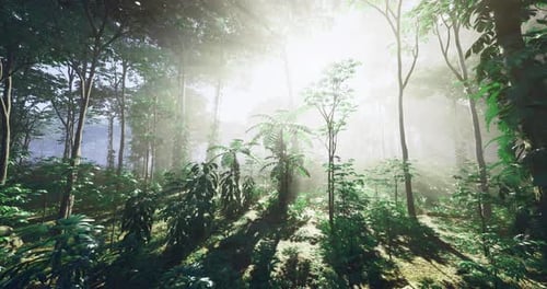 Lush Green Forest Illuminated By Sunlight Through Misty Trees in the Morning