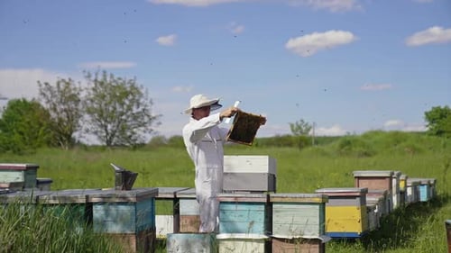 Apiarist examining bees on a farm. Frame is full of bees in beekeeper's hands in sunny day.