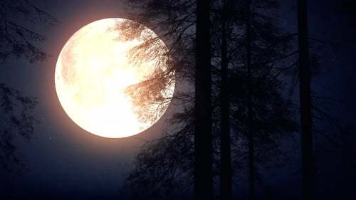 Forest At Night With Big Moon