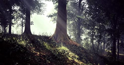 La lumière du soleil filtre à travers les grands arbres dans un cadre forestier serein à l'aube