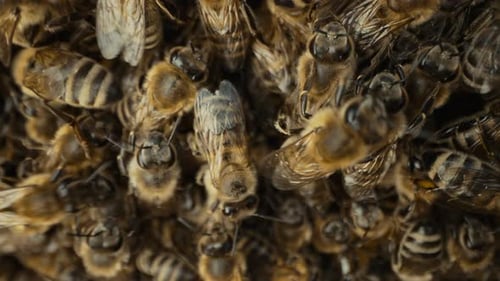 Cluster of Honeybees Close Up Detail