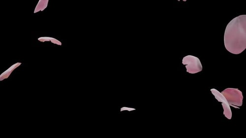 Falling Pink Rose Petals Transparent Overlay