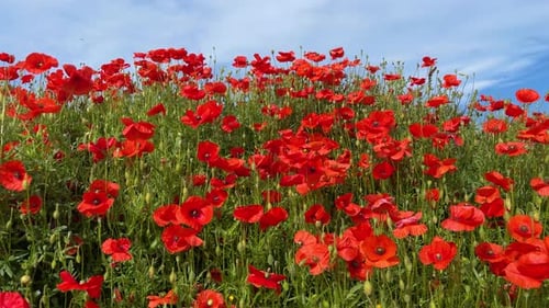 wild poppies natural red flowers in field slow motion blue sky