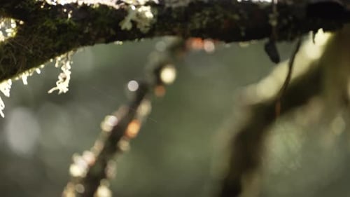 Sunshine On Tree Branches With Lichen And Moss In Forest After The Rain. Selective Focus