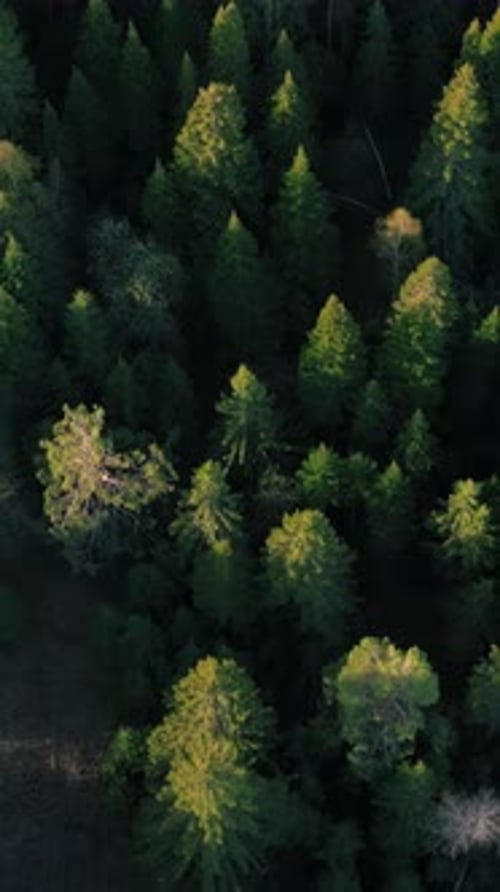 Top Down View of Autumn Forest Fall Woodland Aerial Shot Clip Drone Fly Over Pine Trees and Yellow