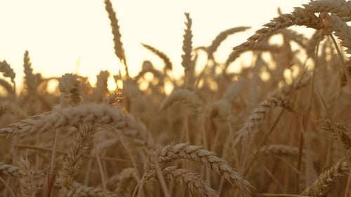 Ears of Wheat Swaying in Slow Motion Gentle Wind Closeup Healthy Ripe Spikelets at Summer Evening