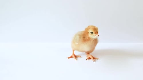 Close Up of a Small, Yellow Chick