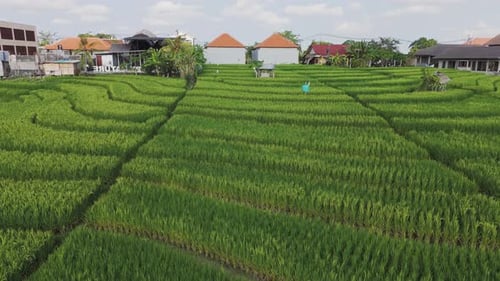 Closeup Aerial View of Rice Terraces in Canggu Bali Indonesia