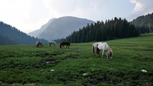 Horses grazing in a vibrant mountain meadow