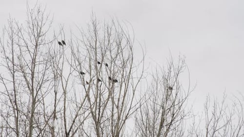 Vögel auf der Krone kahler Bäume - Aufnahme aus einem niedrigen Winkel