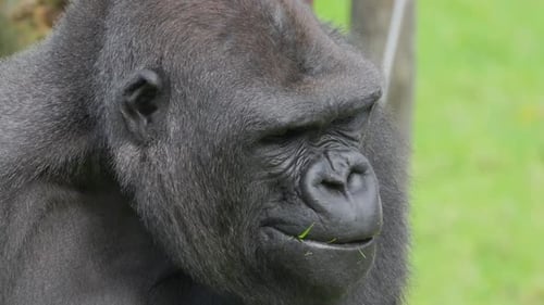 Close-up of Gorilla Eating Grass in Green Setting