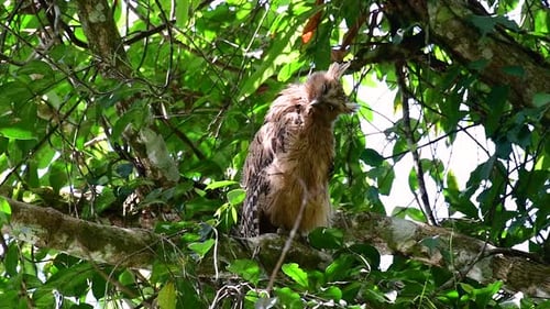 Le Buffy Fish Owl est un grand hibou, pourtant, le plus petit des quatre chevêches poissonneuses ; c'est un véritable amusin