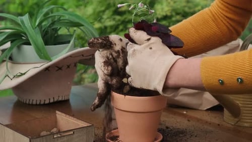 Manos de jardinería en macetas replantan una planta de trébol falso en una maceta nueva
