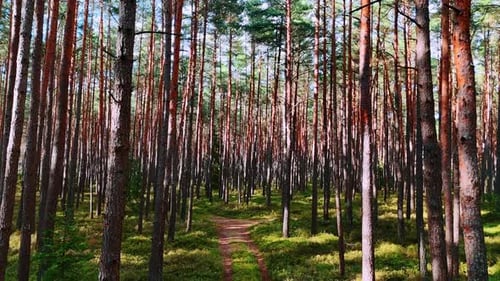 A path winds through a dense forest filled with tall trees. Sunlight filters through the leaves