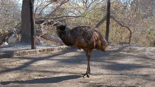 Emu Cleaning Feathers in a Zoo Enclosure