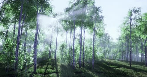 Lush Green Forest Illuminated By Radiant Sunlight Filtering Through Trees