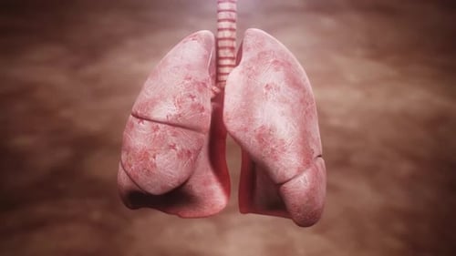 Lungs and Trachea Medical Animation on Brown Background