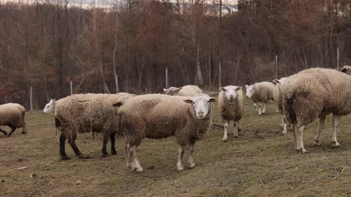 Sheep Grazing Peacefully in a Rural Grassy Field